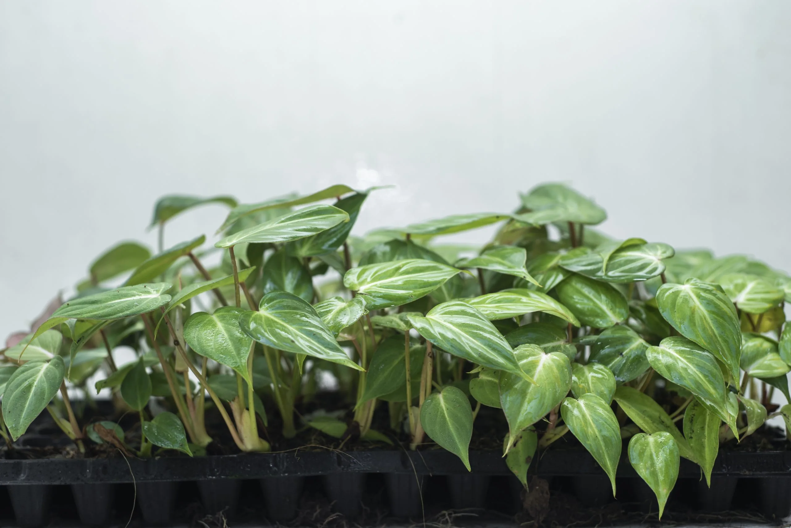 Privacy Policy - Eco-Serene Biotech