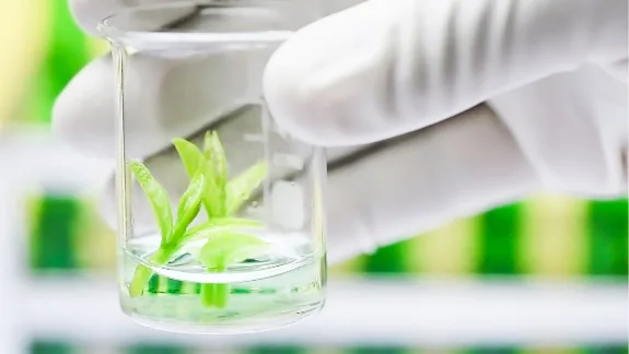 Micro Propagation