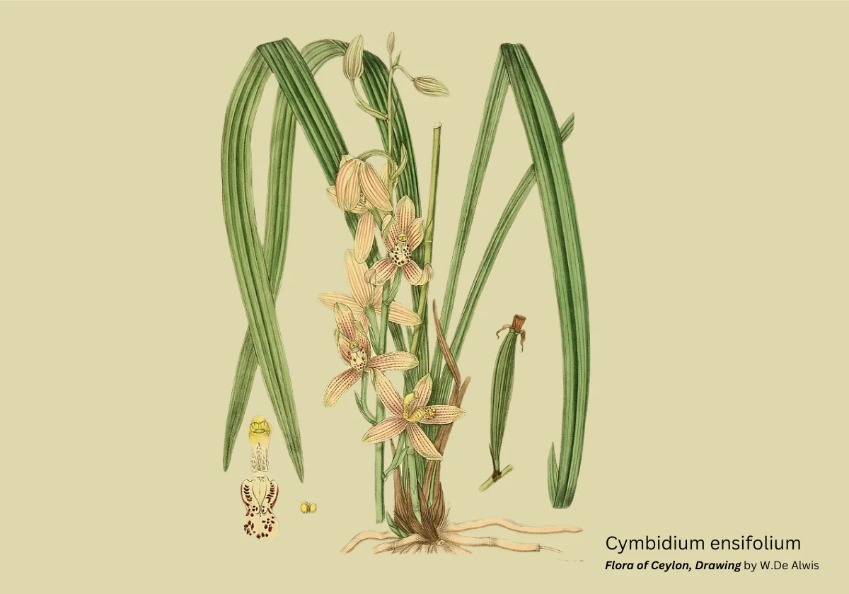 Commercialization Of Ornamental & Fruit Plants.