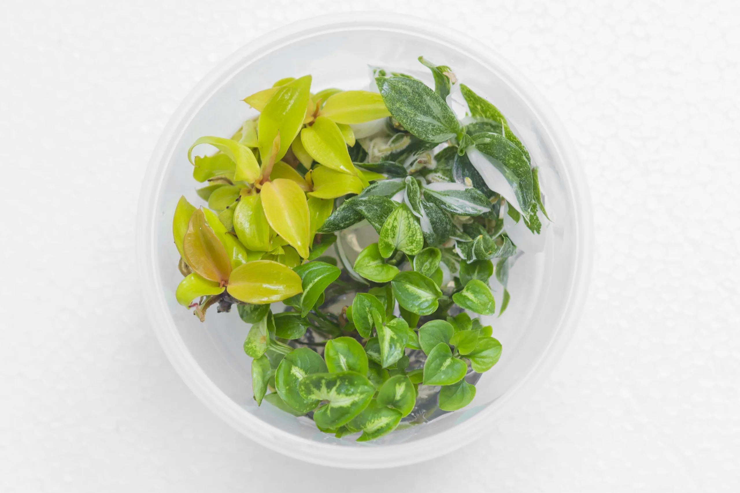 Plant Tissue Culture - Eco-Serene