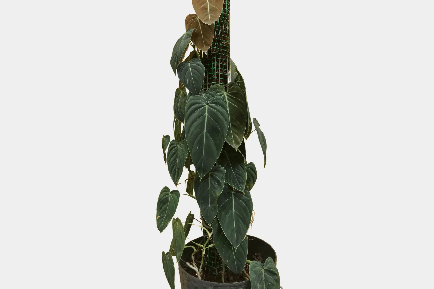 Commercial Micropropagation Plants - Eco-Serene
