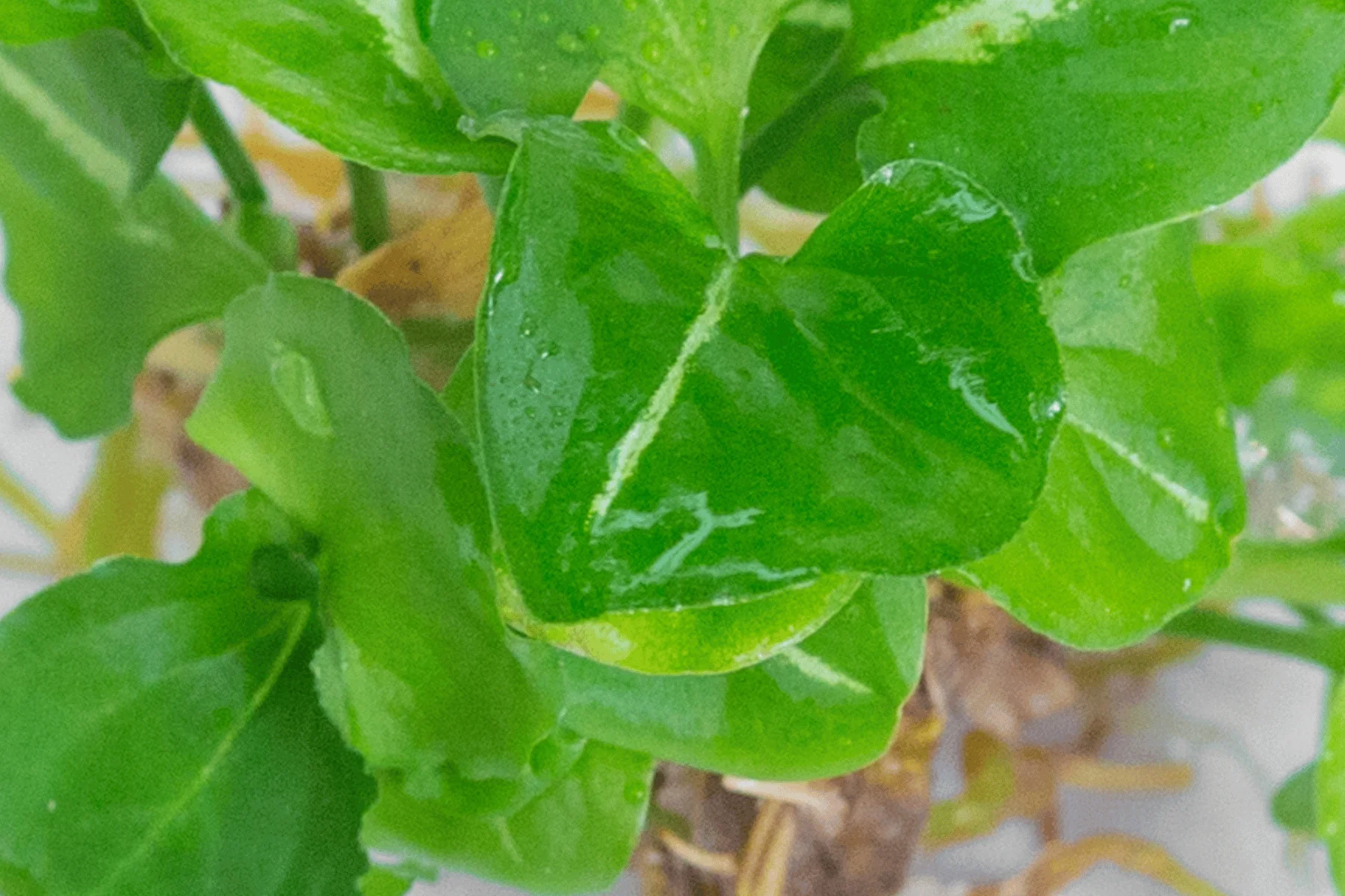 In-Vitro Propagated Plants - Eco-Serene
