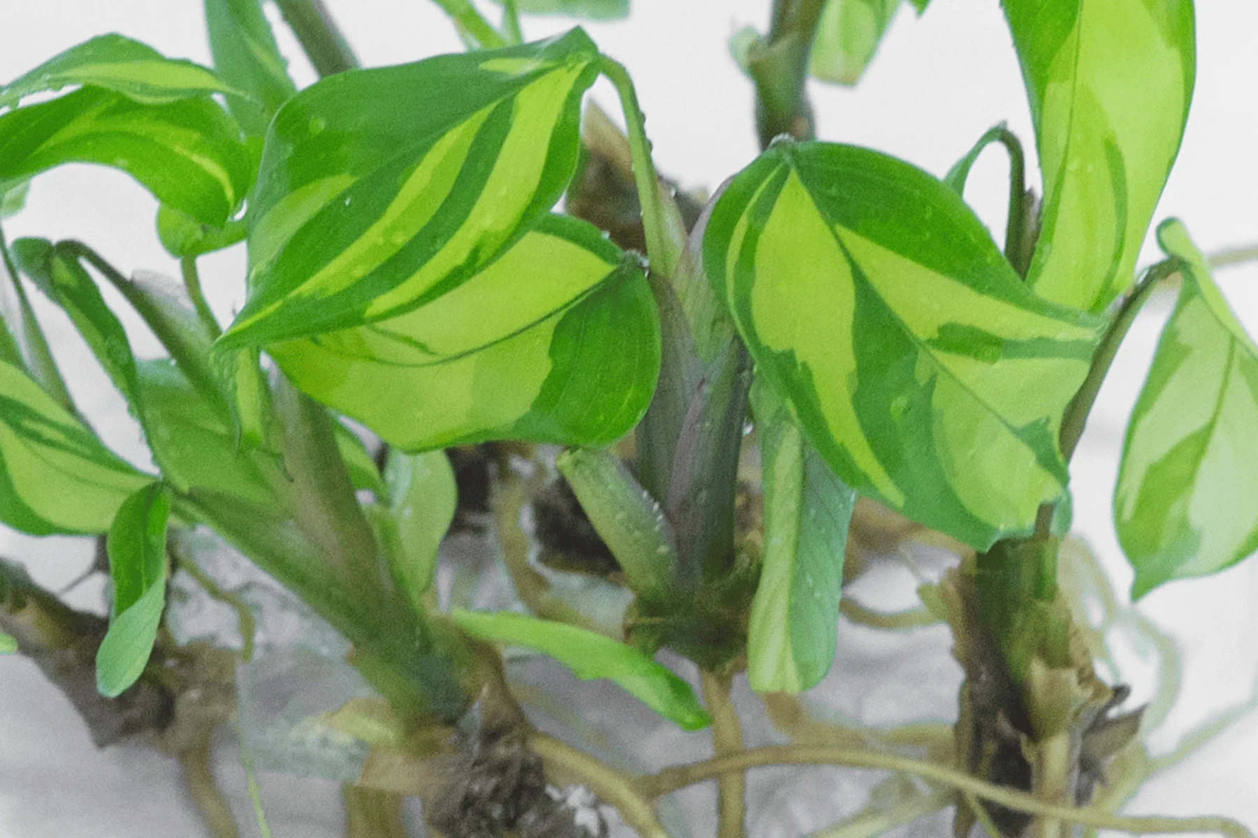 Ex-Agar Hardened Plant Stock - Eco-Serene