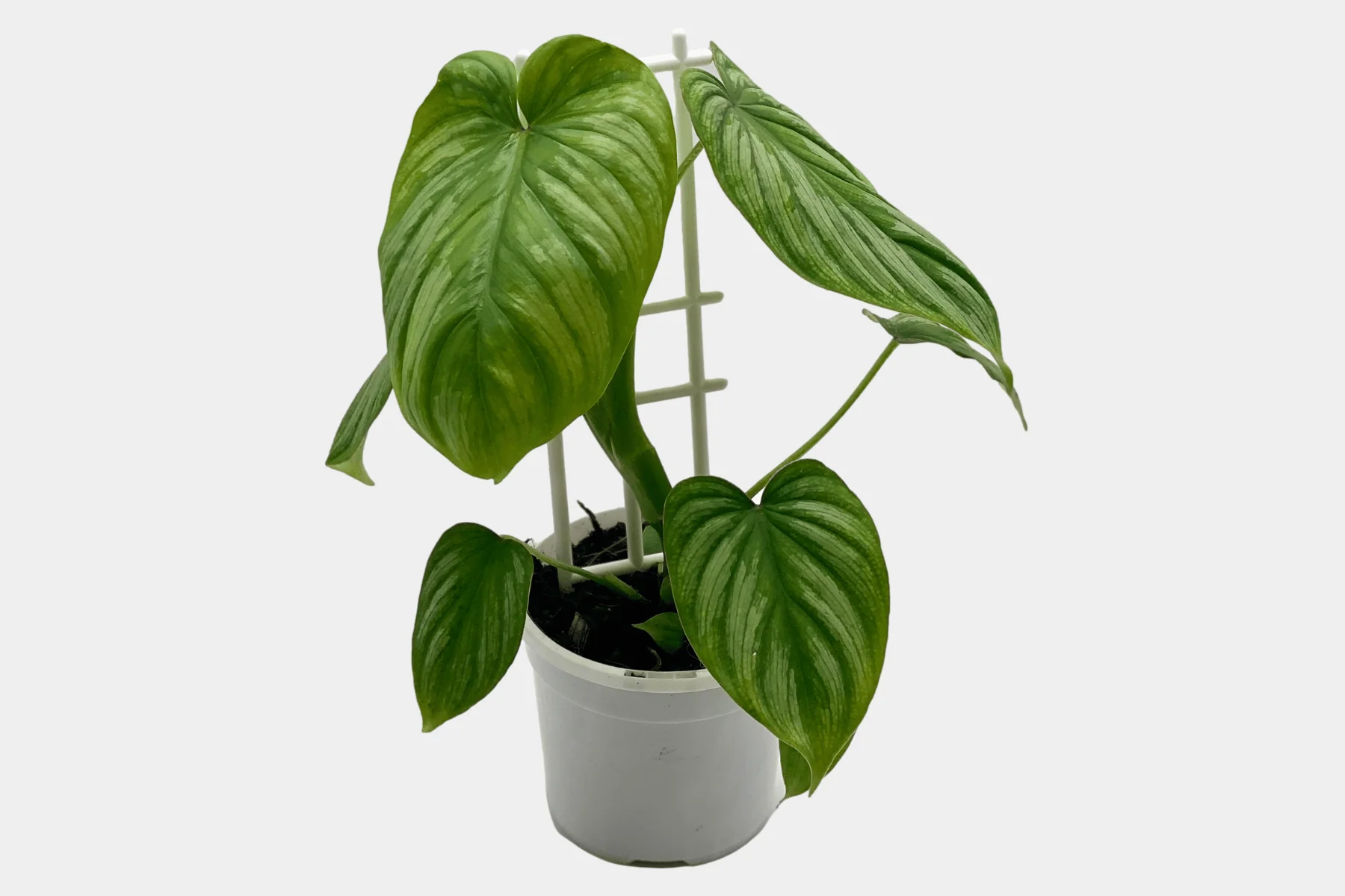 Philodendron Mamei - Eco-Serene