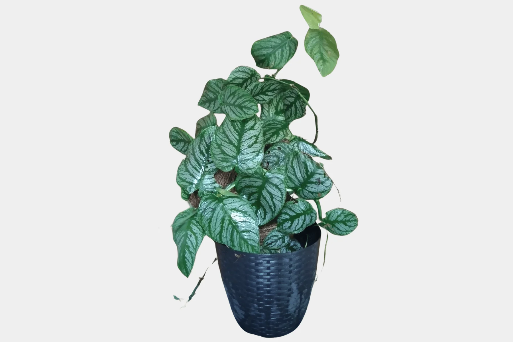 Monstera Dubia - Eco-Serene