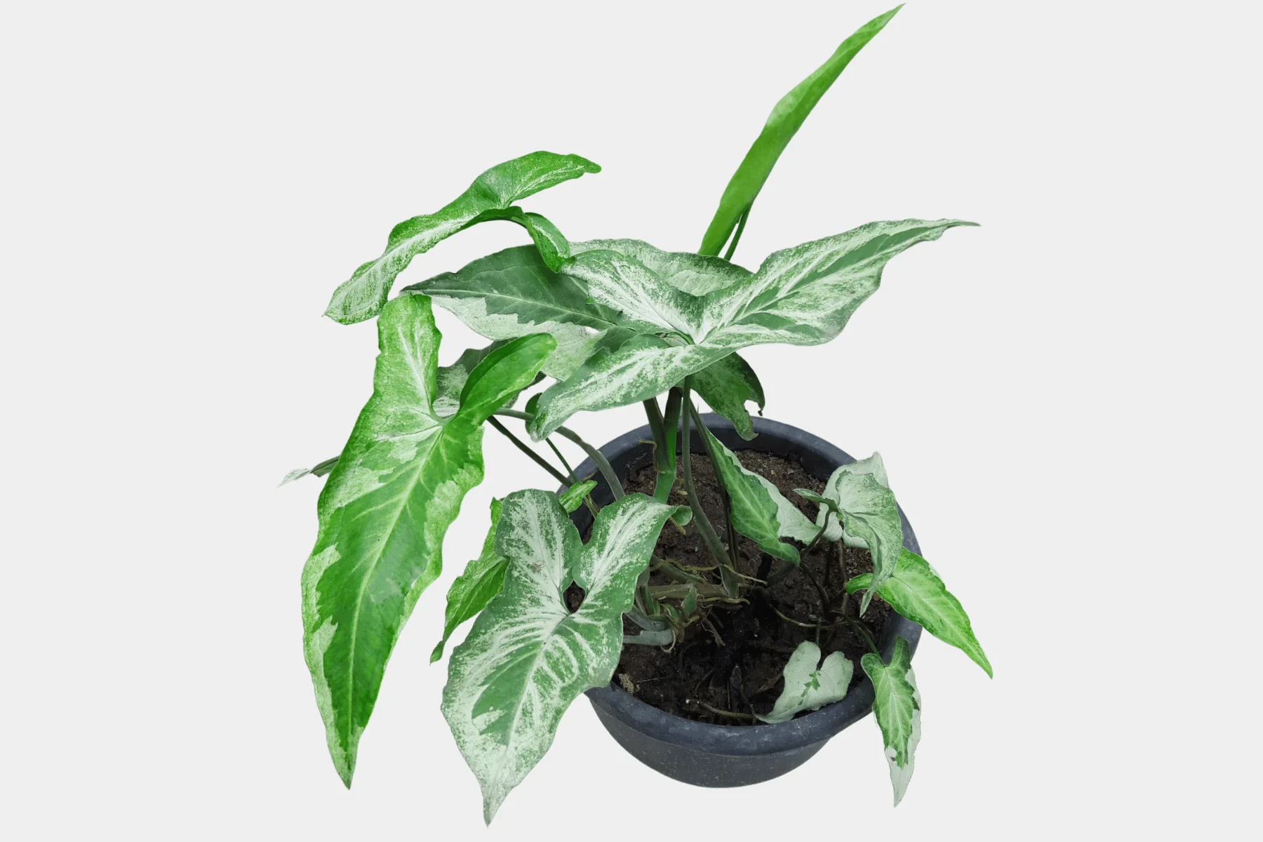Syngonium White Feather - Eco-Serene