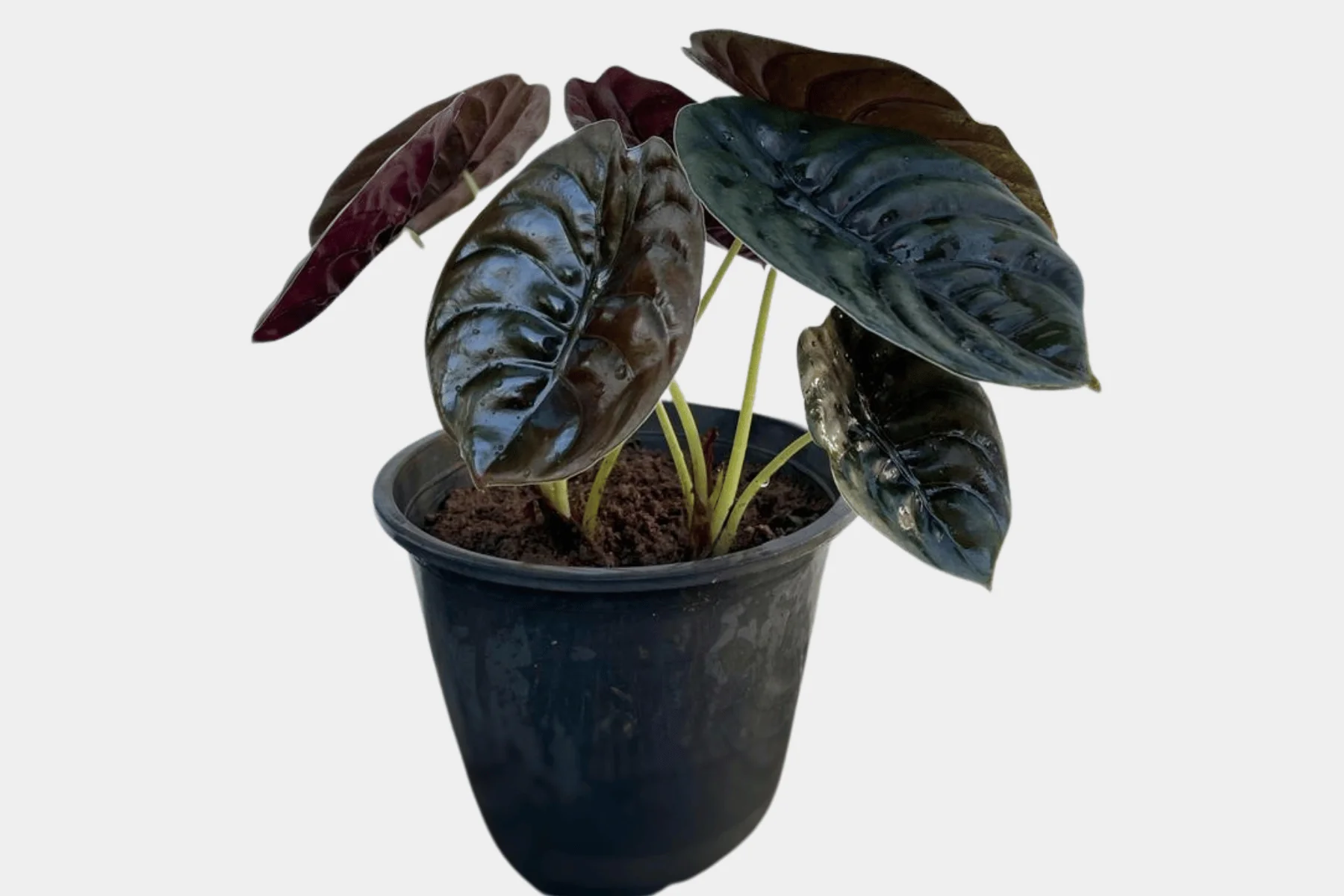 Tissue Culture Plant Specimens - Eco-Serene