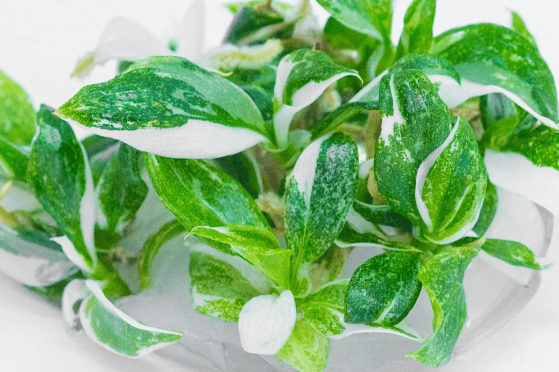 Foliage Plant Cultures - Eco-Serene