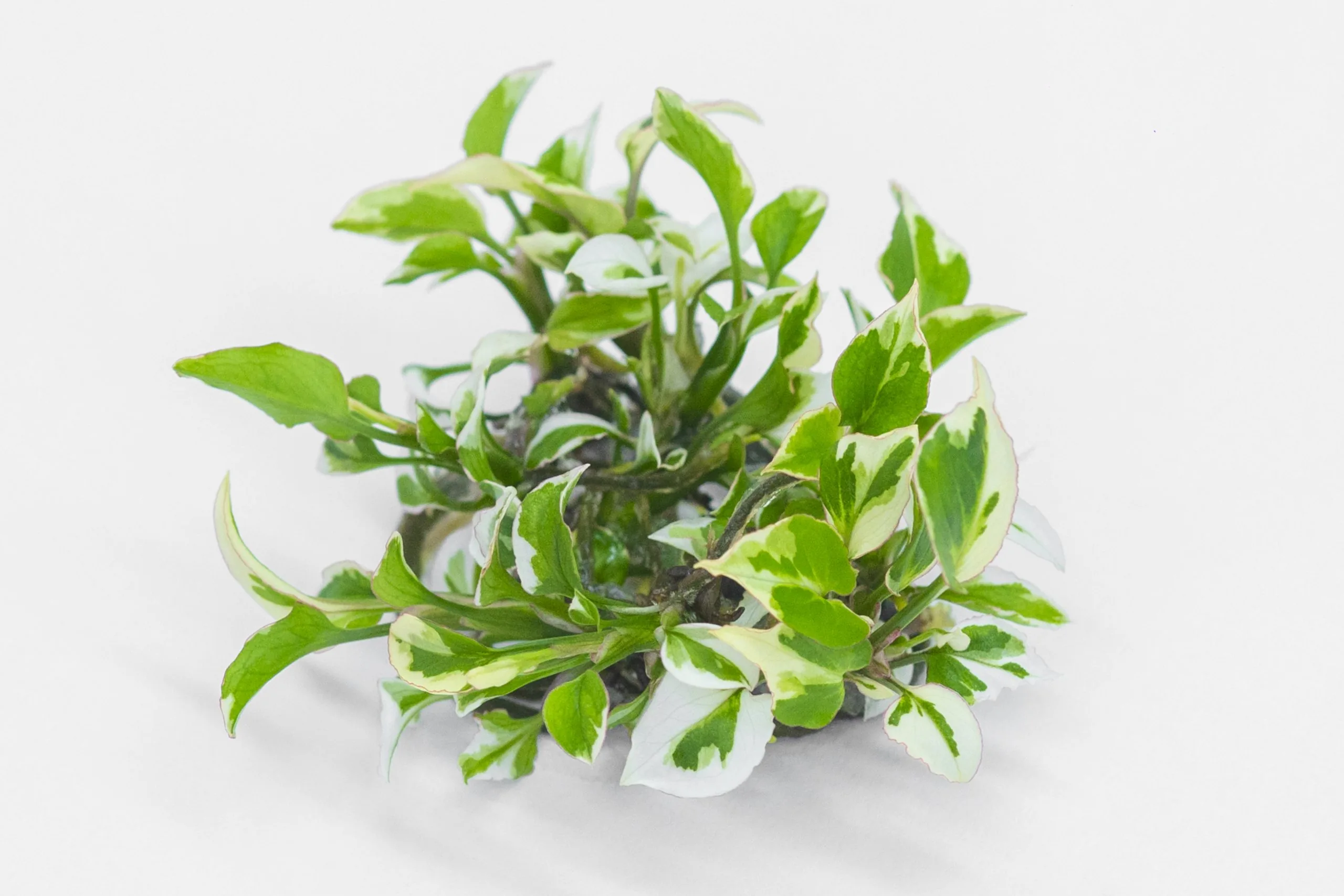 Premium Tissue Culture Lab Plants - Eco-Serene