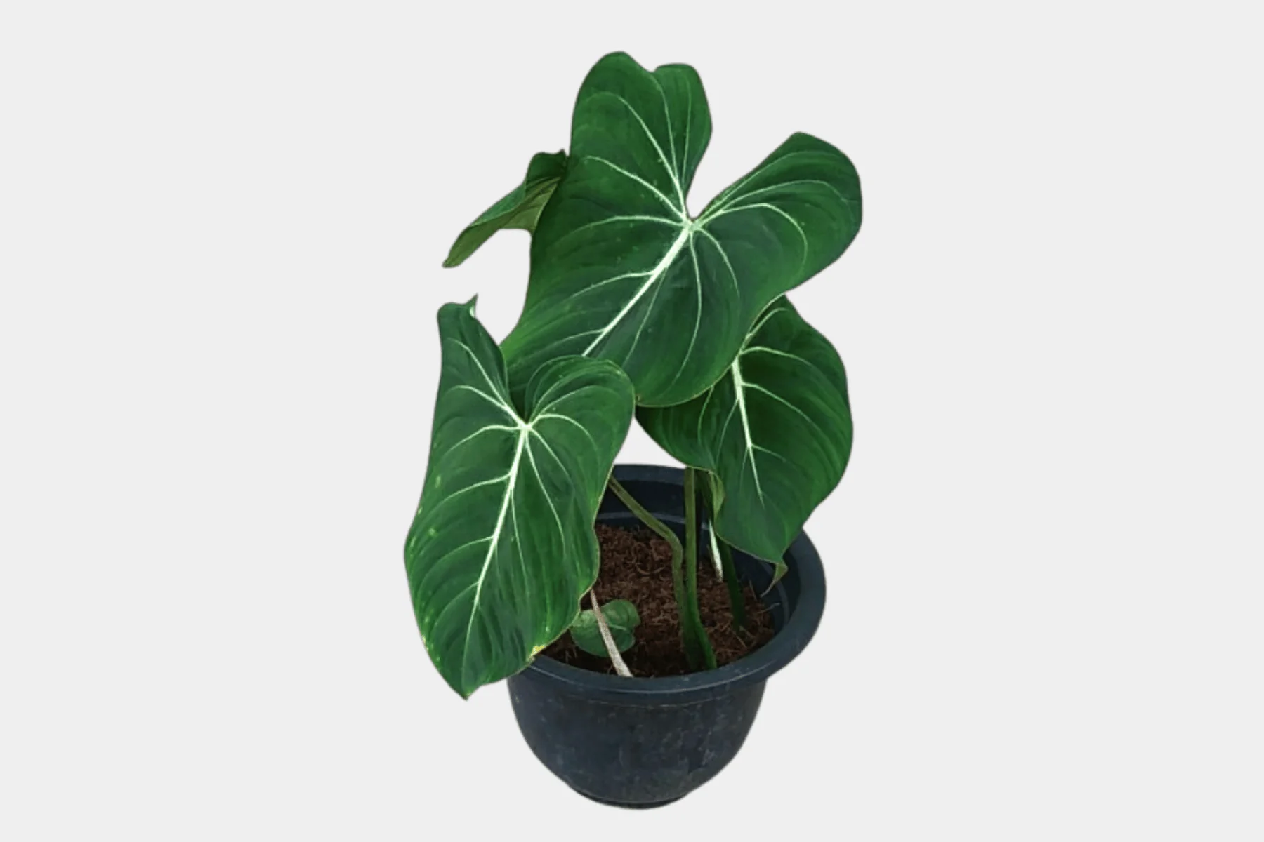 Philodendron McDowell & Gloriosum - Eco-Serene