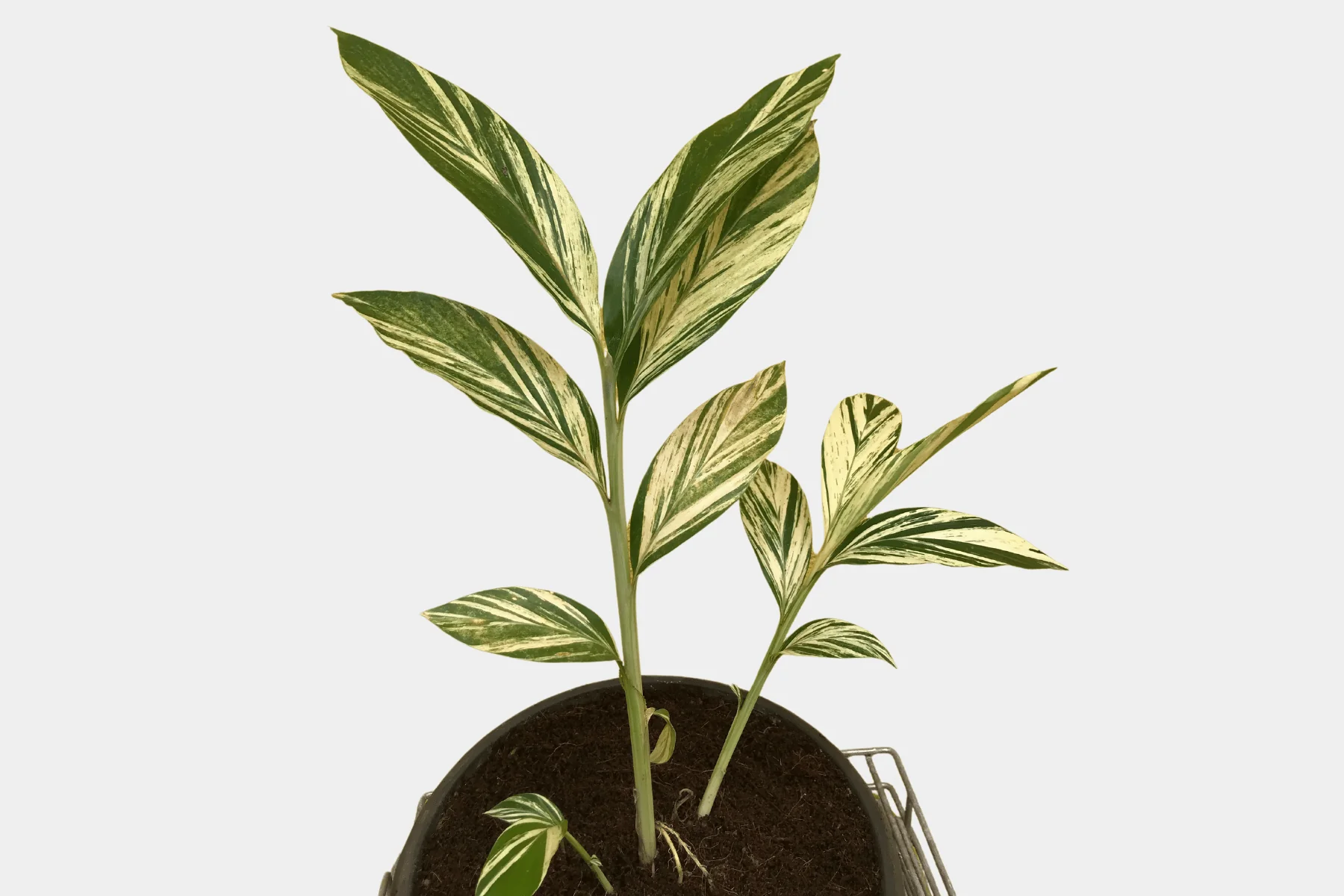 Exotic Plant Varieties - Eco-Serene
