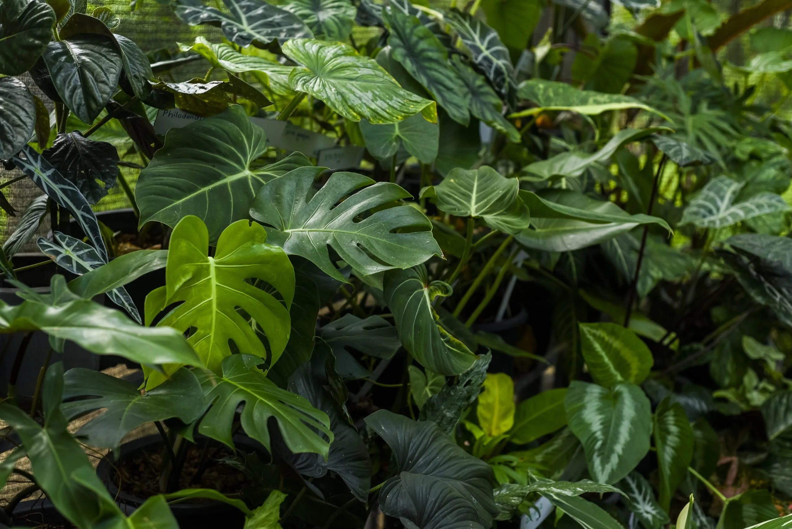 Consultancy - Eco-Serene Biotech