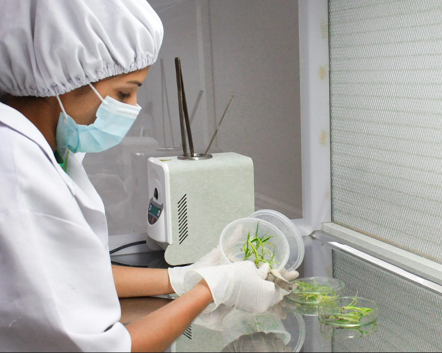 Contract Plant Production at Eco-Serene Laboratory