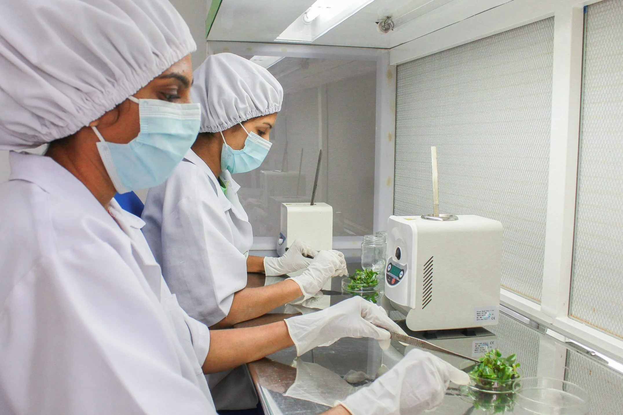 Laboratory Tissue Culture Plantlets