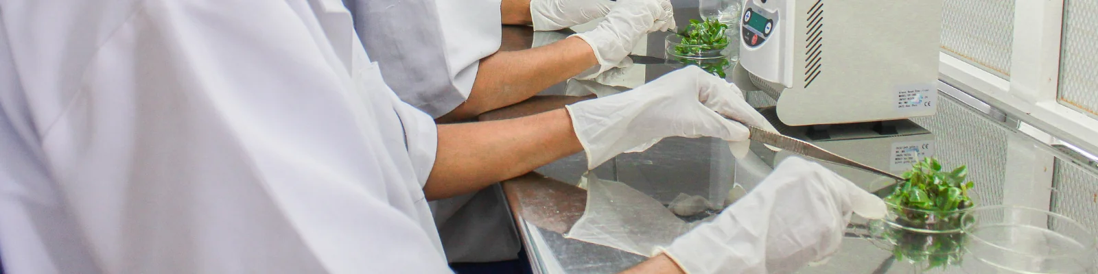 Micro-Propagation - Eco-Serene Biotech